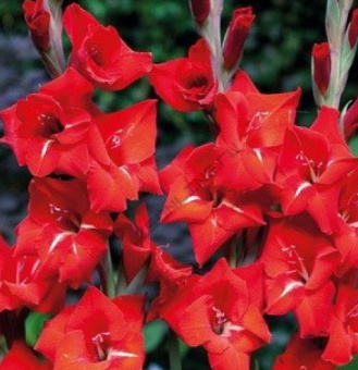 gladiolus-bambino-anakonda-650x650-e1541166709271