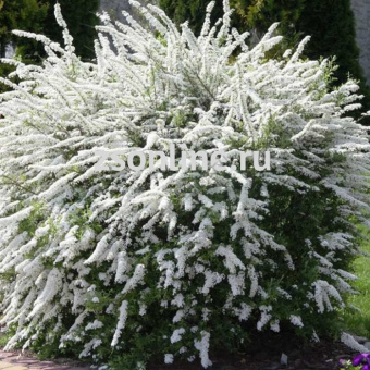 Изображение загружено обработкой по данным файла Excel