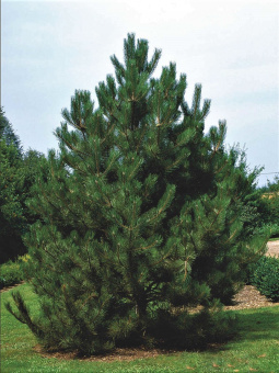 Pinus-nigra-var.-austriaca