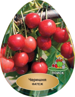 Черешня Фатеж 2-х лет/клоновый подвой/С