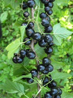 urozhay-chernoy-smorodiny