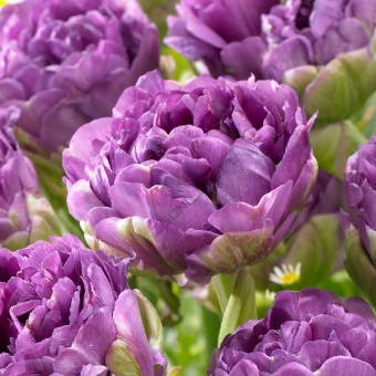 d697e8ee13208f331f77ed2b0b6f912c