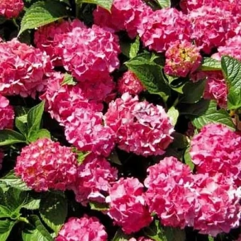 Гортензия крупнолистовая Форевэ энд Эва Пинк/ЦКорЛюкс