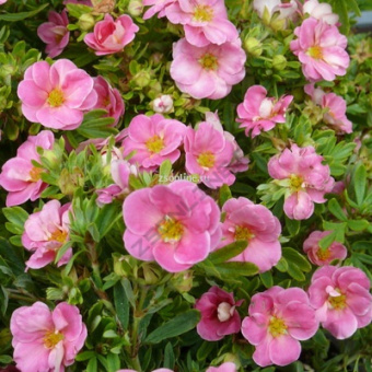 Изображение загружено обработкой по данным файла Excel