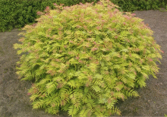 Рябинник рябинолистный,Sorbaria sorblfolla,Sem (60-80см, 7,5л)