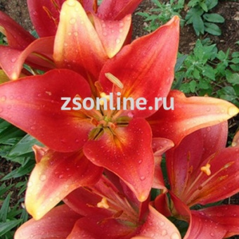 Изображение загружено обработкой по данным файла Excel