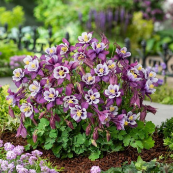 full_earlybird_purple_white