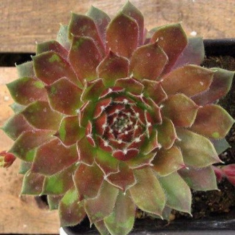 Молодило Алладин