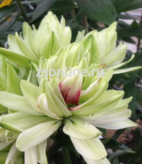 Изображение загружено обработкой по данным файла Excel