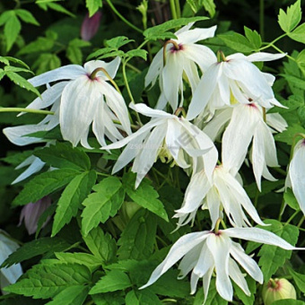 Изображение загружено обработкой по данным файла Excel