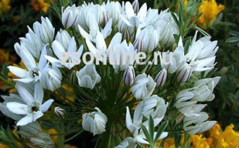 Изображение загружено обработкой по данным файла Excel