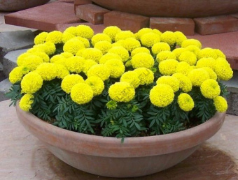 Бархатцы прямостоячие смесь, Е10