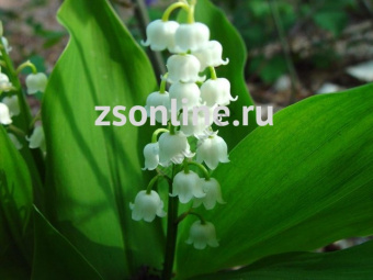 Изображение загружено обработкой по данным файла Excel