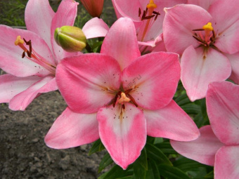 Лилия ЛА-Гибрид Албуфейра