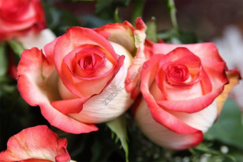 Роза чайно-гибридная Блаш/ЦКор