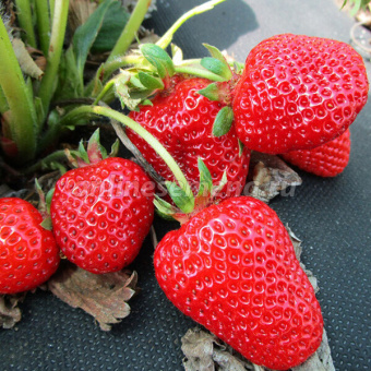 Земляника садовая Крымская ранняя (Р9)