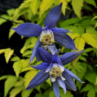 Изображение загружено обработкой по данным файла Excel