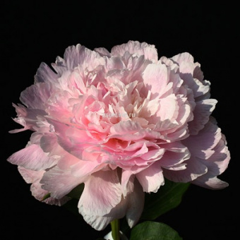 Изображение загружено обработкой по данным файла Excel