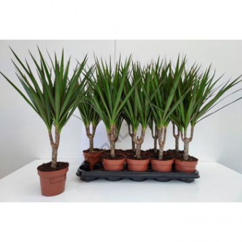 драцена маргината