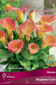 Калла Морнинг Сан 12-14/К 2шт