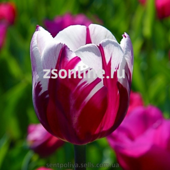 Изображение загружено обработкой по данным файла Excel