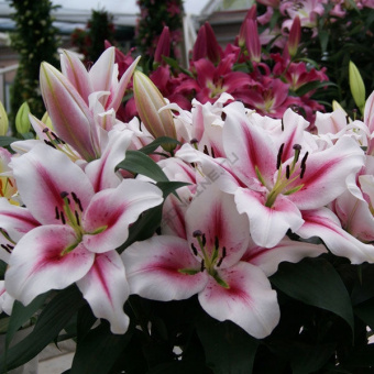 Лилия ОТ-Гибрид Суцинто