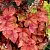 Гейхерелла, Heucherella Redstone Falls, лист медно-красный, h-30 см, 3 л