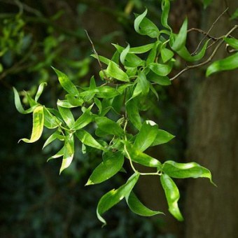 Ива извилистая Эритрофлексуоза, C3