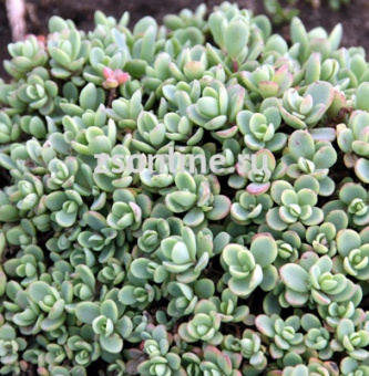 Изображение загружено обработкой по данным файла Excel