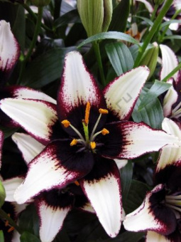 Лилия Азиатская Танго Блэк Ай