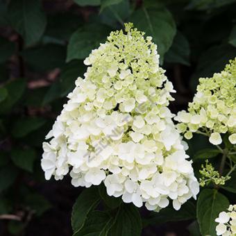 gorten_metel_summer_snow