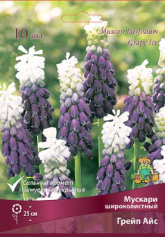 Мускари широколистный Грейп Айс 5+/К 5шт
