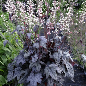 Гейхерелла, Heucherella Infinity