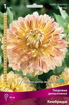 Георгин декоративный Кембридж