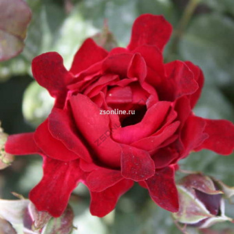 Изображение загружено обработкой по данным файла Excel