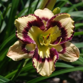 Лилейник гибридный Спейскоаст Си Шеллз