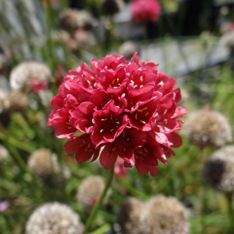 ARMERIA_pseudarmeria_Ballerina_Red2