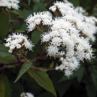 Посконник морщинистый, Eupatorium rugosa Chocolate белый