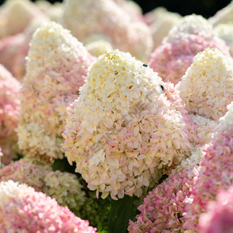 Гортензия метельчатая Саммэ Лав/ЦКорЛюкс