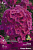 Флокс метельчатый Кенди Флосс (яркий,блестящий,роз.,1шт)