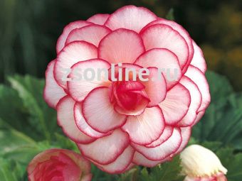 Изображение загружено обработкой по данным файла Excel