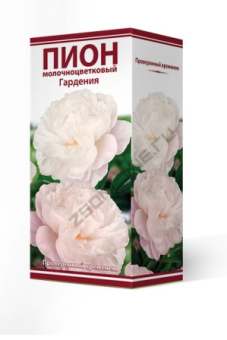 Пион молочноцветковый Гардения 2-3/К