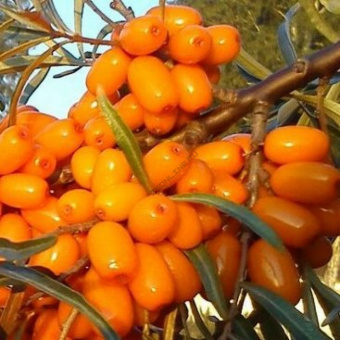 oblepiha-chujskaya-prevoshodnaya-2-1000x1000