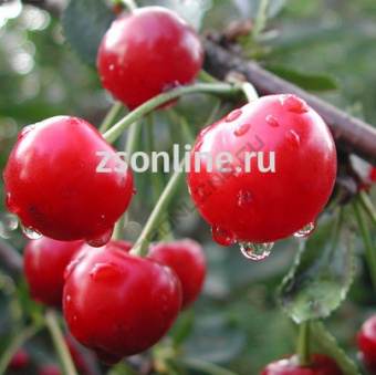 Изображение загружено обработкой по данным файла Excel