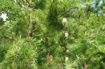 Лиственница японская Диана, Larix Kaempfer Dianai, в горшке 2л, 60-80 см