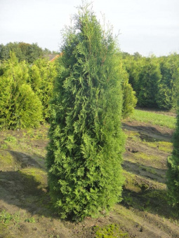 Туя западная Колумна, в горшке 2л, 40-60 см