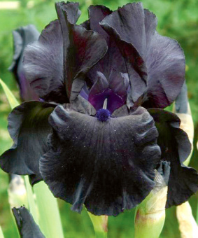 Ирис бородатый Блэк Вотч
