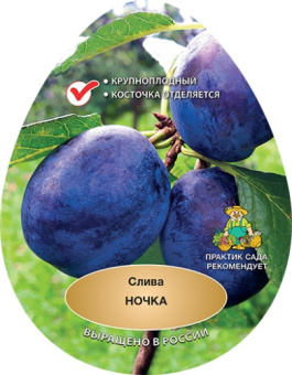 Слива Ночка/С