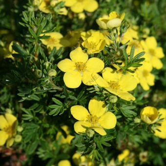 lapchatka_kustarnikovaya_citrus_tart