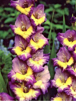 Гладиолус Динамит